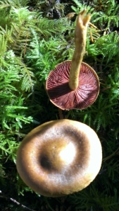 Red-gilled Dermocybe
